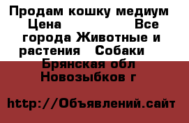 Продам кошку медиум › Цена ­ 6 000 000 - Все города Животные и растения » Собаки   . Брянская обл.,Новозыбков г.